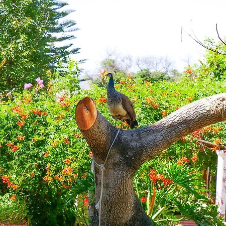 Alojamiento Rural Casa Quinta Peumayen Guest House Isla de Maipo Exterior photo