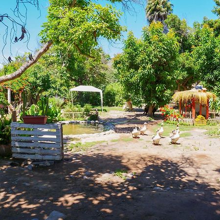 Alojamiento Rural Casa Quinta Peumayen Guest House Isla de Maipo Exterior photo