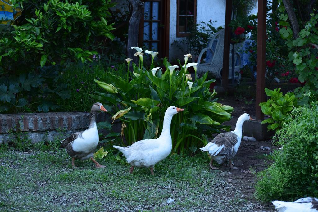 Alojamiento Rural Casa Quinta Peumayen Guest House Isla de Maipo Exterior photo