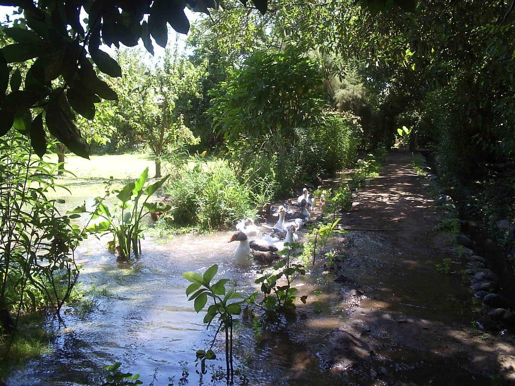 Alojamiento Rural Casa Quinta Peumayen Guest House Isla de Maipo Exterior photo